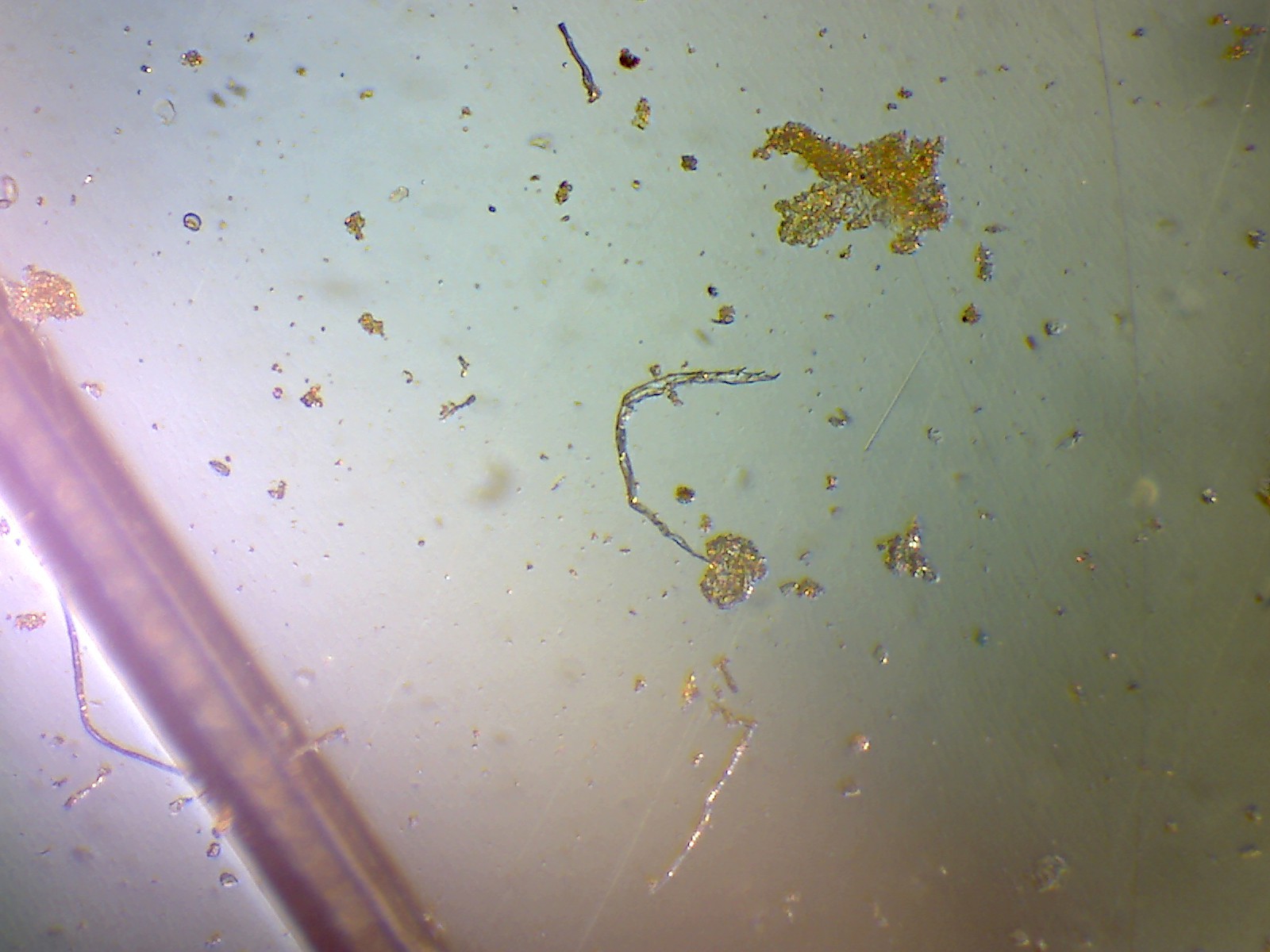 NEMATODES AND EFFECTS IN GARLIC CROPS