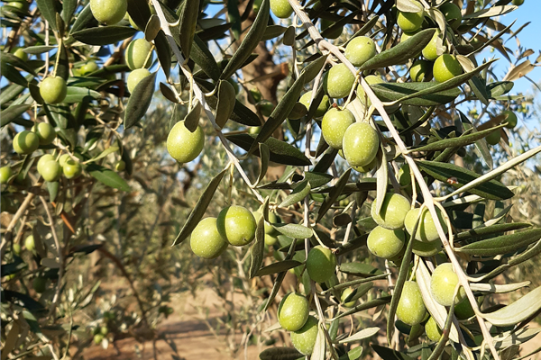GROWING TREATMENTS FOR OLIVE TREES