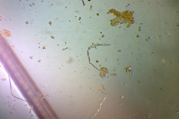 NEMATODOS Y SUS EFECTOS EN EL CULTIVO DE AJO