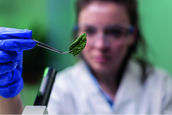Análisis foliar