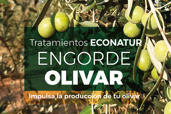Tratamientos de engorde para olivar